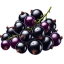 Black Currants
