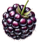 Blackberry