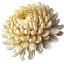 Chrysanthemum Flower