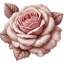 Damask Rose