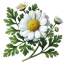 Feverfew