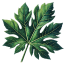 Papaya Leaves