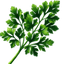 Parsley