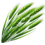 Wheatgrass